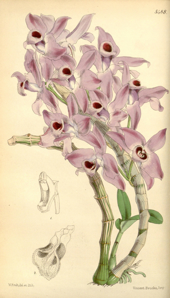 LCA F 004781