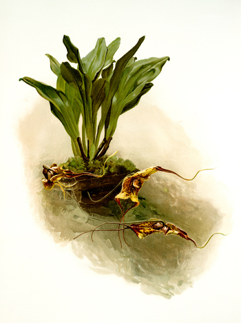 LCA F 001102
