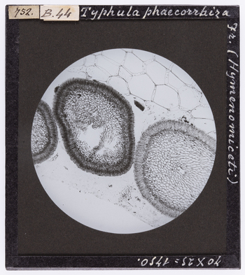 RGD S 000B44 RGD S 000B44