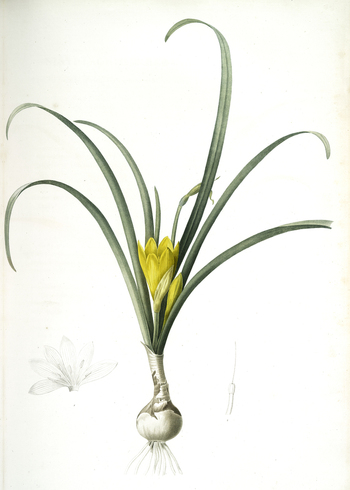 LCA F 001253