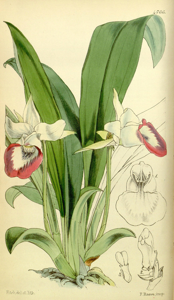 LCA F 004552