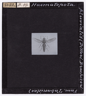 RGD S 000B19 RGD S 000B19