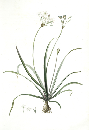 LCA F 001259