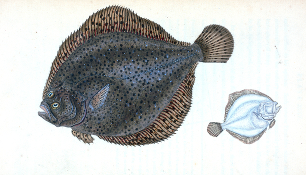LCA F 000875