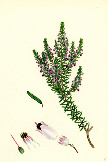 LCA F 000398