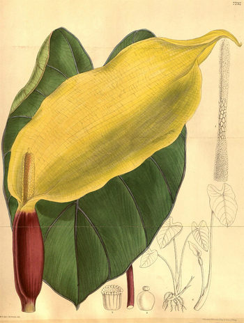 LCA F 004644