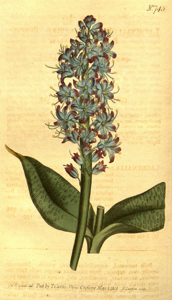 LCA F 004665