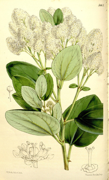 LCA F 004861
