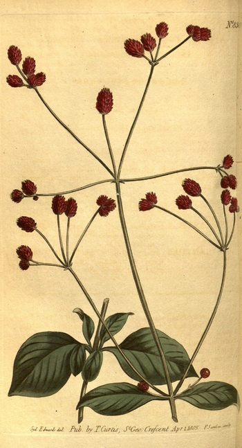 LCA F 004716
