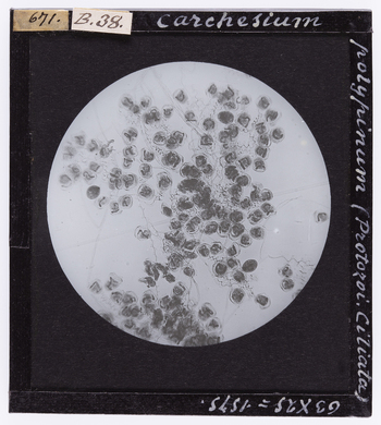 RGD S 000B38 RGD S 000B38