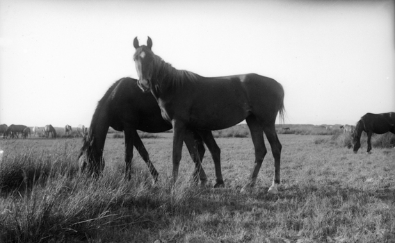 BVA S 000200 BVA S 000200