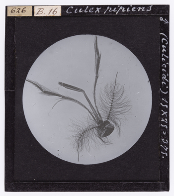 RGD S 000B16 RGD S 000B16