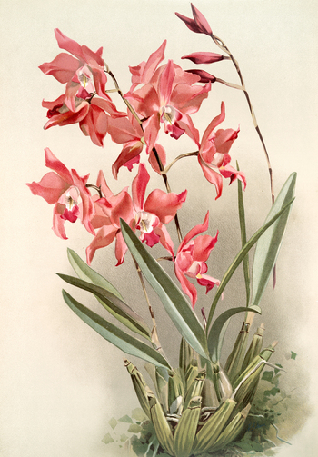 LCA F 001015