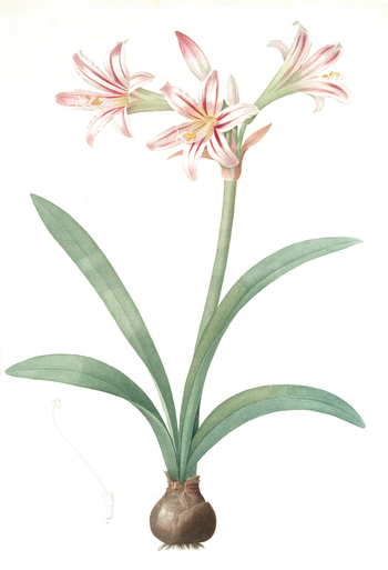 LCA F 001389
