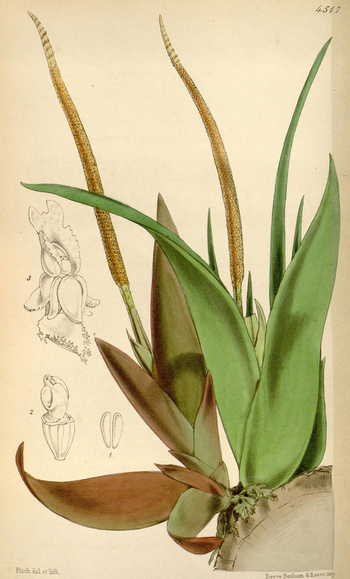 LCA F 004755