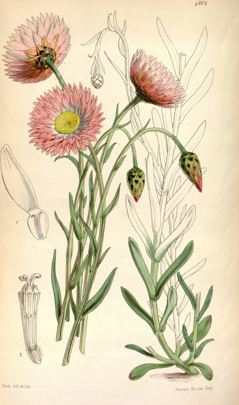 LCA F 004684