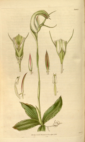 LCA F 004765