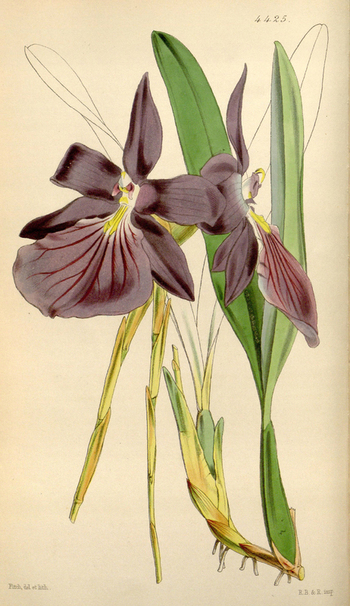 LCA F 004550