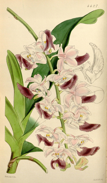 LCA F 004577