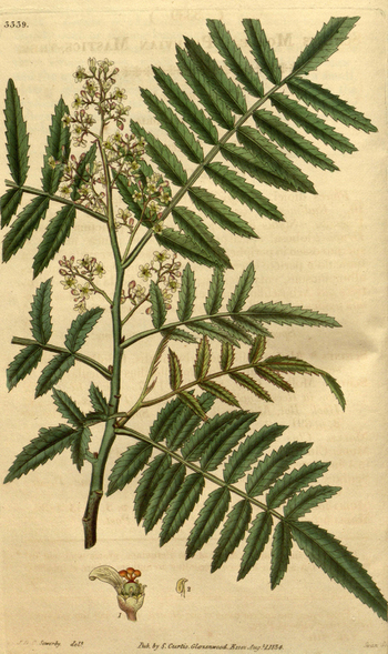 LCA F 004638