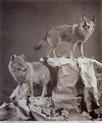 MFC A 004643 MFC A 004643