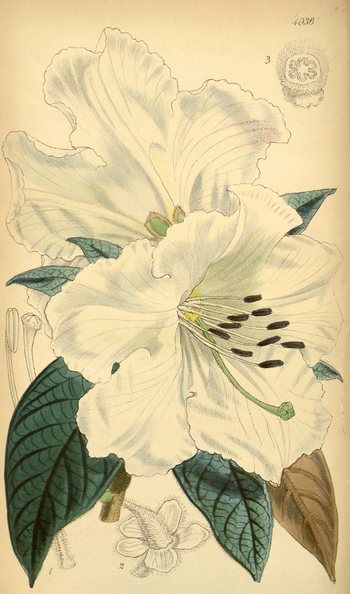 LCA F 004631