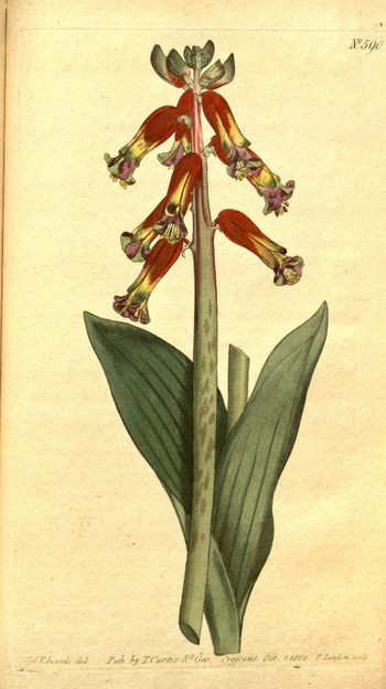 LCA F 004535