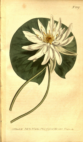 LCA F 004787