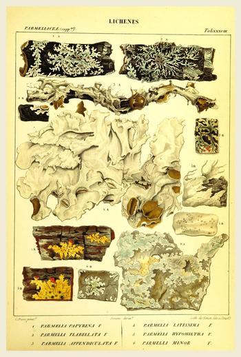 LCA F 001441