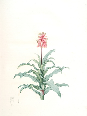 LCA F 001407