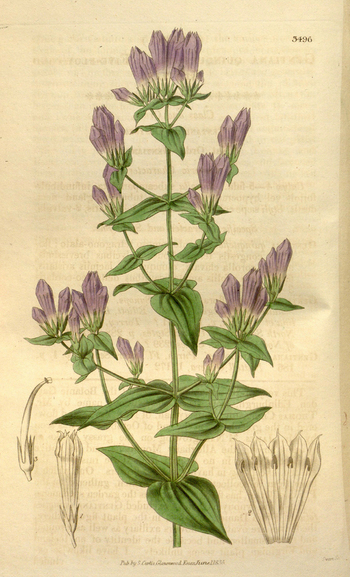 LCA F 004677