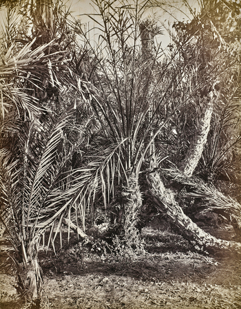 AVQ A 000439 AVQ A 000439