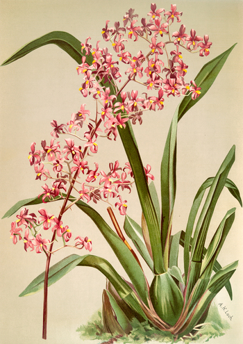 LCA F 001104