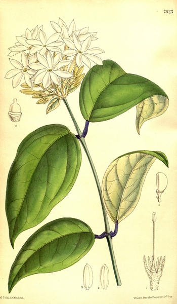 LCA F 004854
