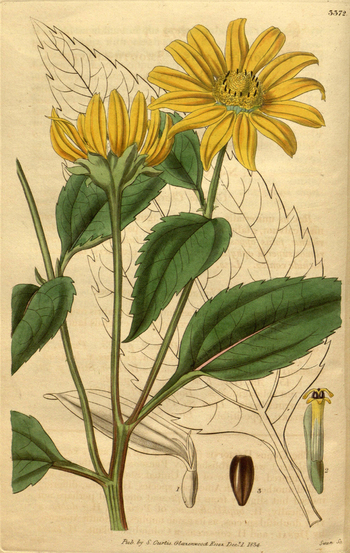LCA F 004543