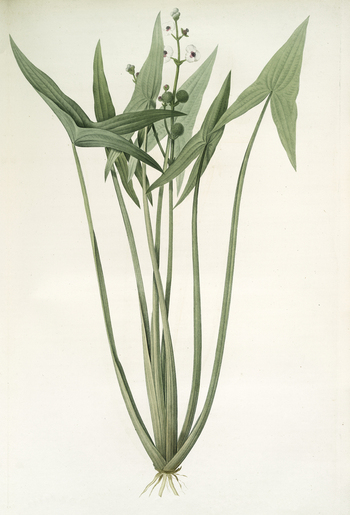 LCA F 001256