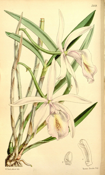 LCA F 004767