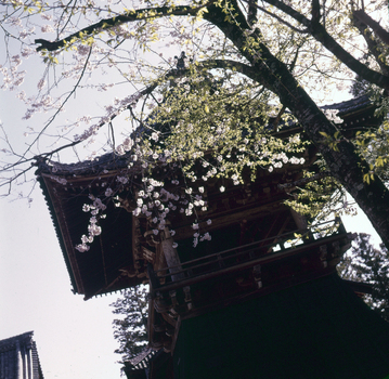 MFV S JPN047