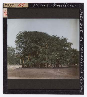 RGD S 000067 RGD S 000067