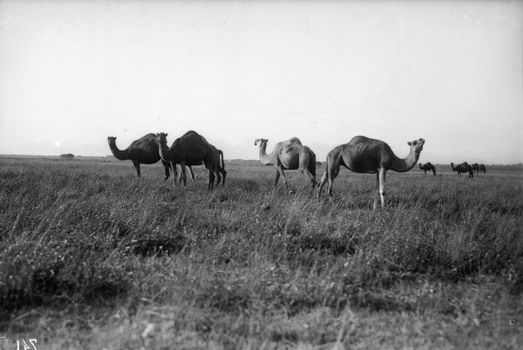 BVA S 000200 BVA S 000200