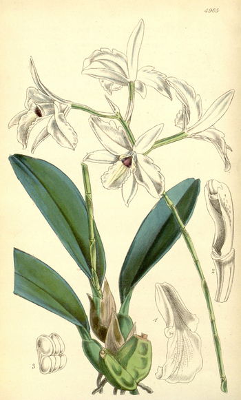 LCA F 004838