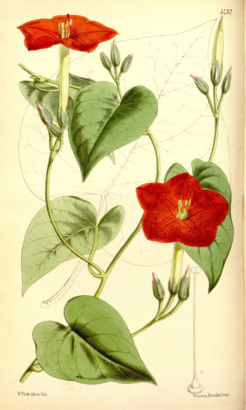 LCA F 004583