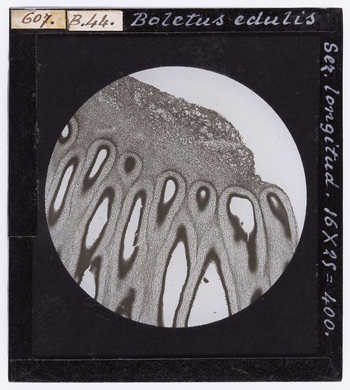 RGD S 000B44 RGD S 000B44