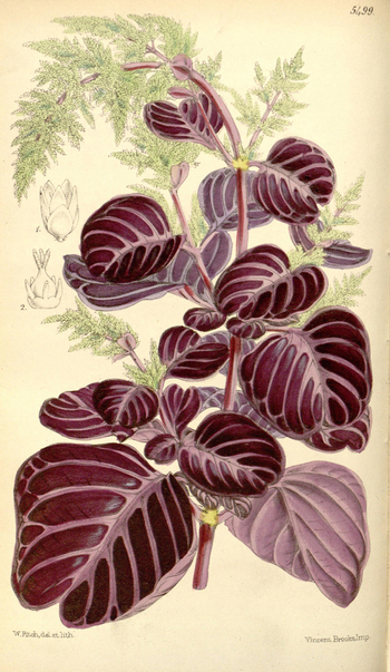 LCA F 004872