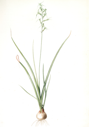 LCA F 001397