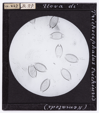 RGD S 000B27 RGD S 000B27