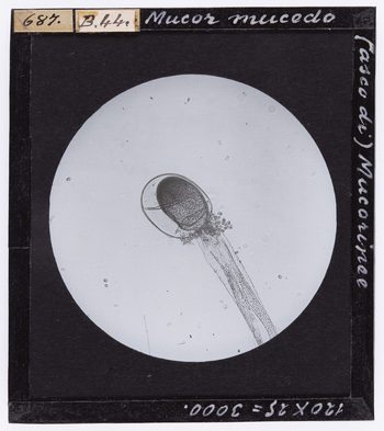 RGD S 000B44 RGD S 000B44