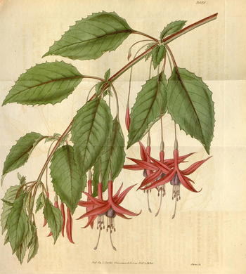 LCA F 004621