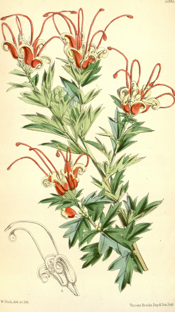 LCA F 004689