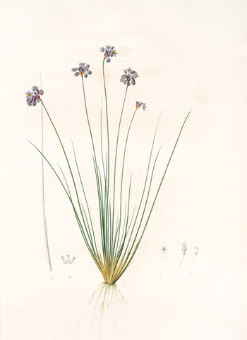 LCA F 001381